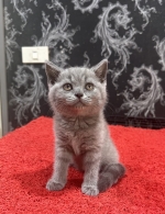 Cute Cat2
