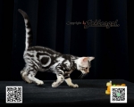 Cute Cat1