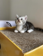 Cute Cat10