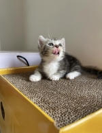 Cute Cat10
