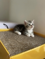Cute Cat9