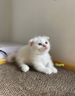 Cute Cat9