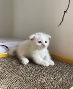 Cute Cat9