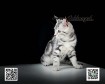 Cute Cat7