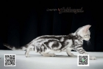Cute Cat8