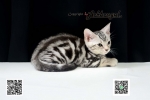 Cute Cat7