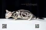 Cute Cat7