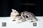 Cute Cat6