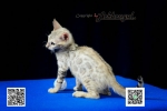 Cute Cat5