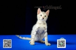 Cute Cat6