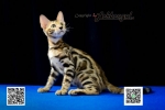 Cute Cat6