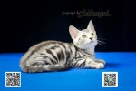 Cute Cat5