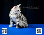 Cute Cat5