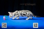 Cute Cat4
