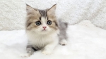 Cute Cat3