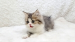 Cute Cat4