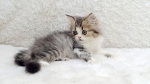 Cute Cat4