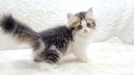 Cute Cat3