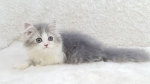 Cute Cat2
