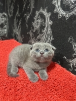 Cute Cat1