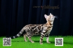 Cute Cat10