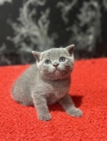 Cute Cat9