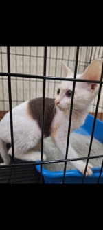Cute Cat8