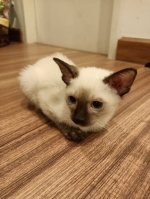 Cute Cat5