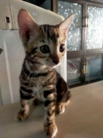 Cute Cat7