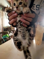 Cute Cat7