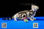 Cute Cat5