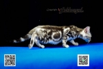Cute Cat6