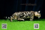 Cute Cat3