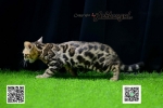Cute Cat4
