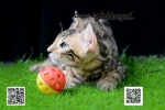 Cute Cat4