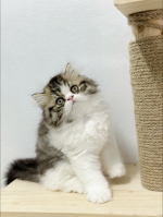 Cute Cat2