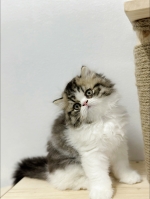Cute Cat3