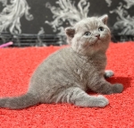 Cute Cat10