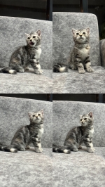 Cute Cat8