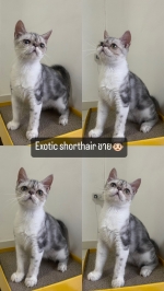 Cute Cat7