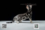Cute Cat6