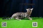 Cute Cat5