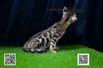 Cute Cat6