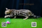 Cute Cat7