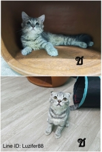 Cute Cat4