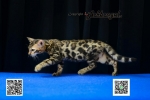 Cute Cat3