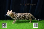 Cute Cat1