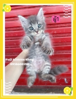 Cute Cat6