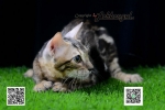 Cute Cat8