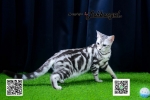 Cute Cat7